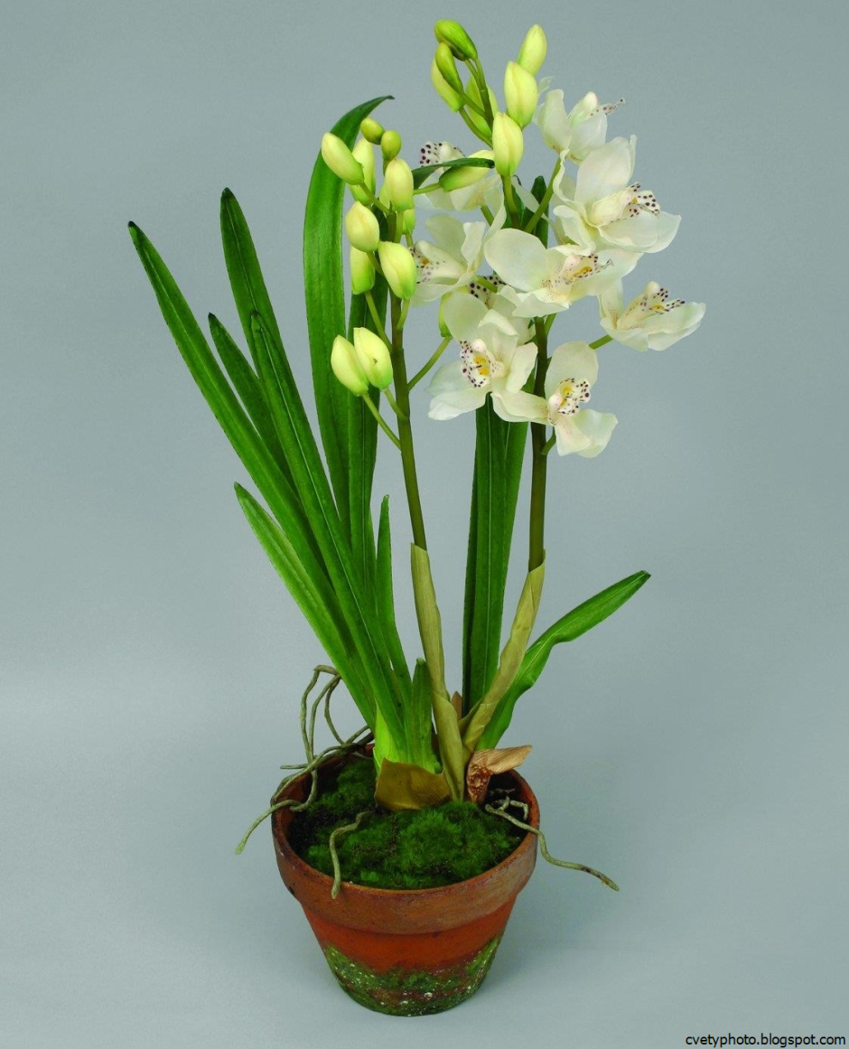 Орхидея Ванда подвесная микс