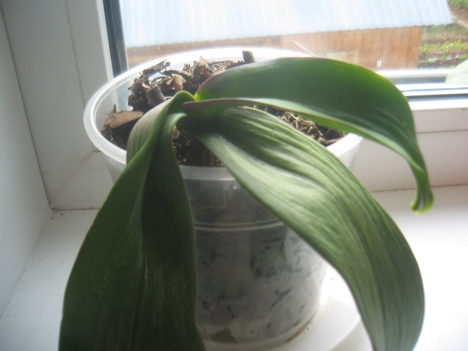 Фаленопсис Орхидея Ванда