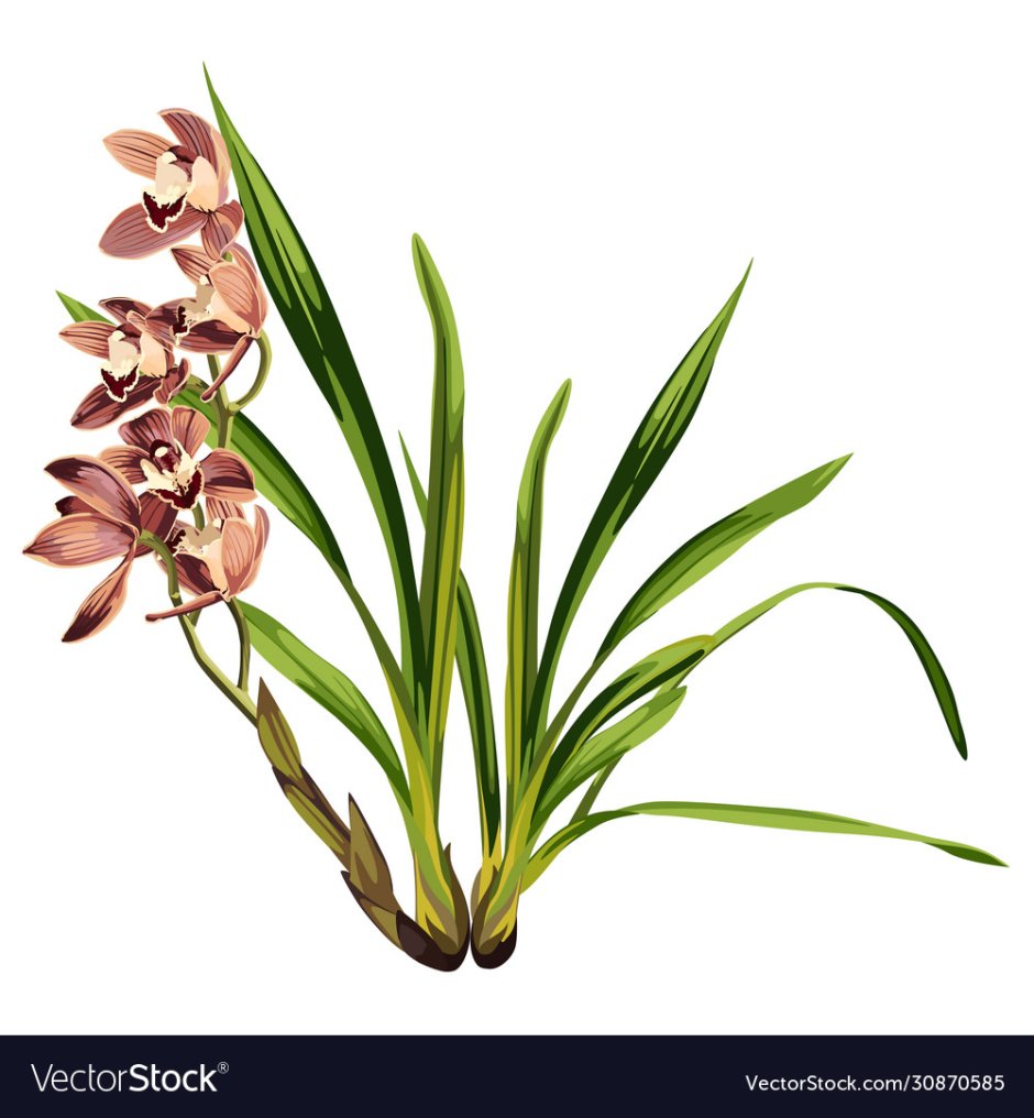 Орхидея с коричнево-белыми цветами и тонкими листьями
