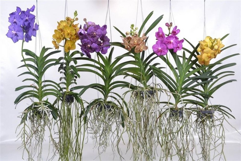 Земляная Орхидея Цимбидиум