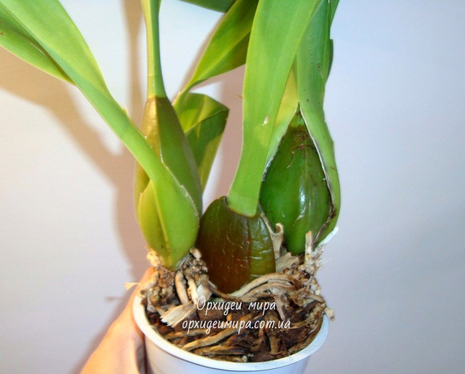 Орхидея толумния урофлора