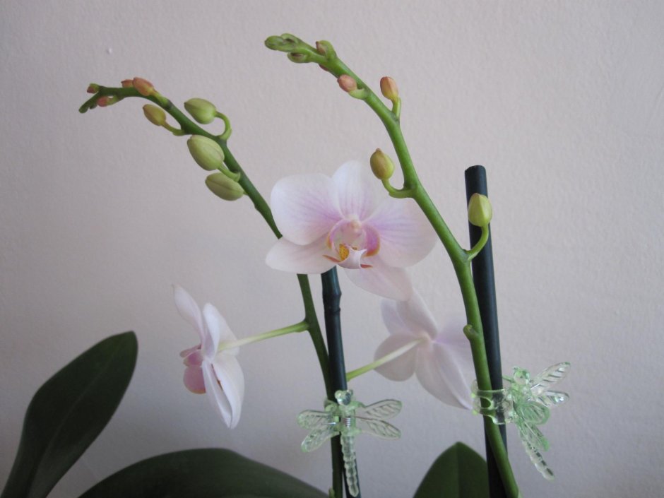 Ленивая Орхидея цветок