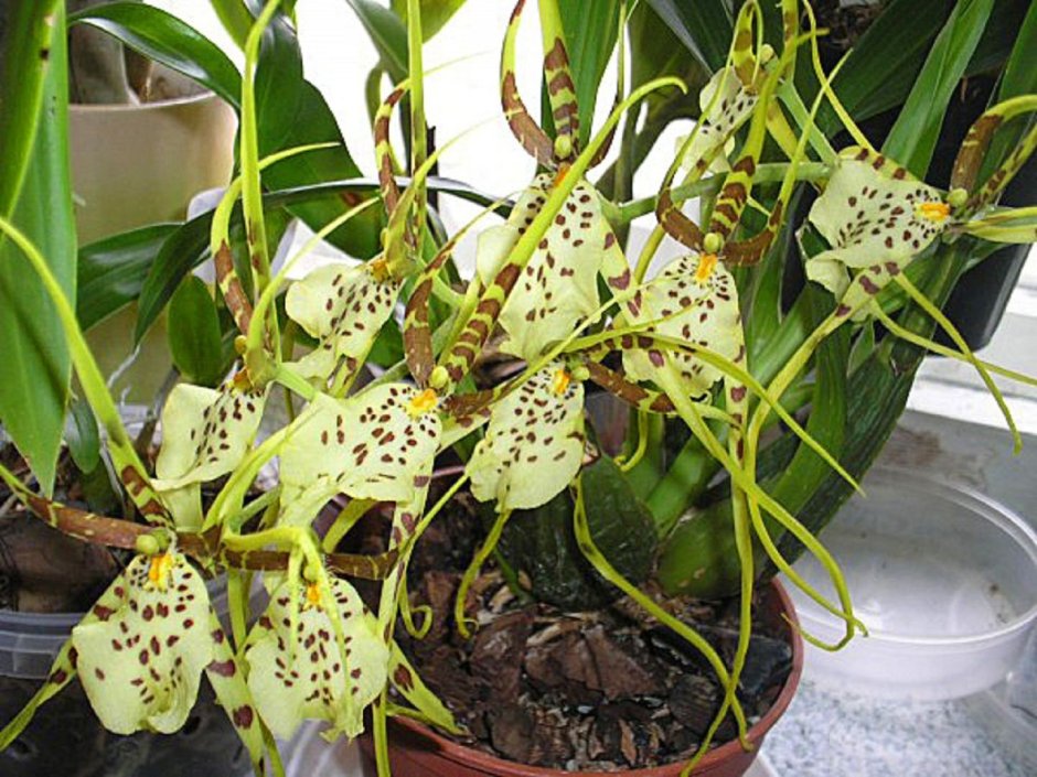 Эпифитные Орхидные корни