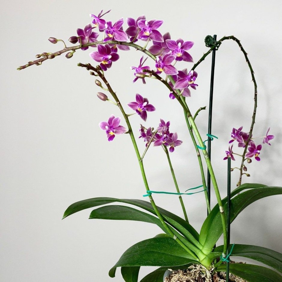 Орхидея Ванда дома