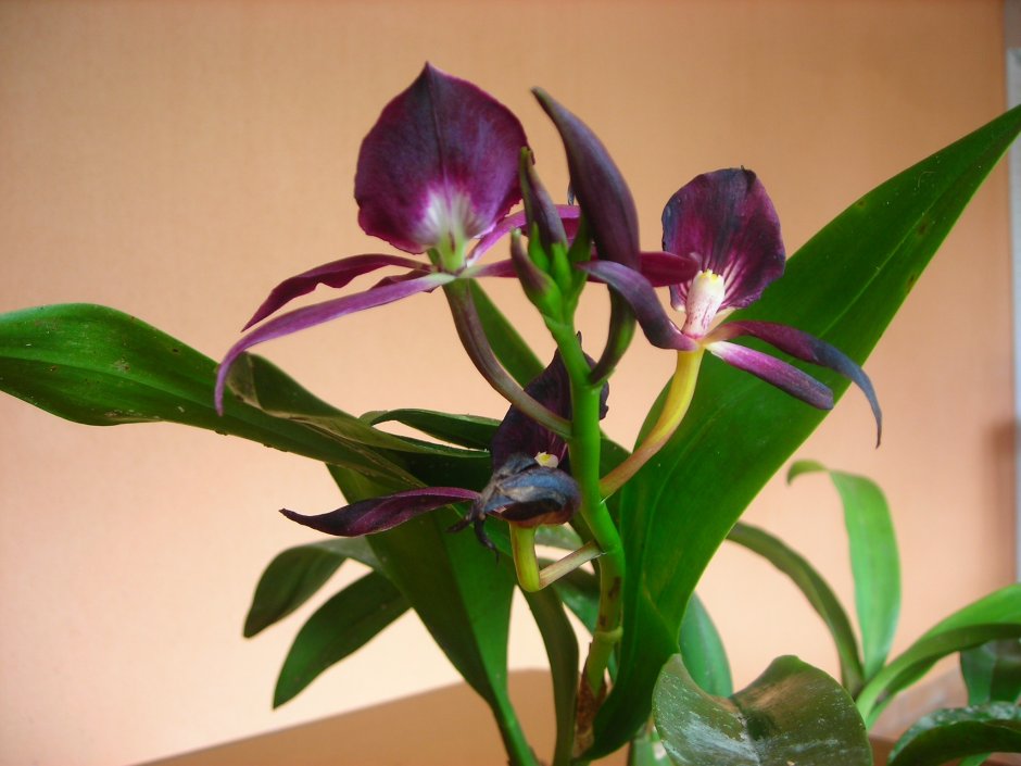 Орхидея Камбрия брассия