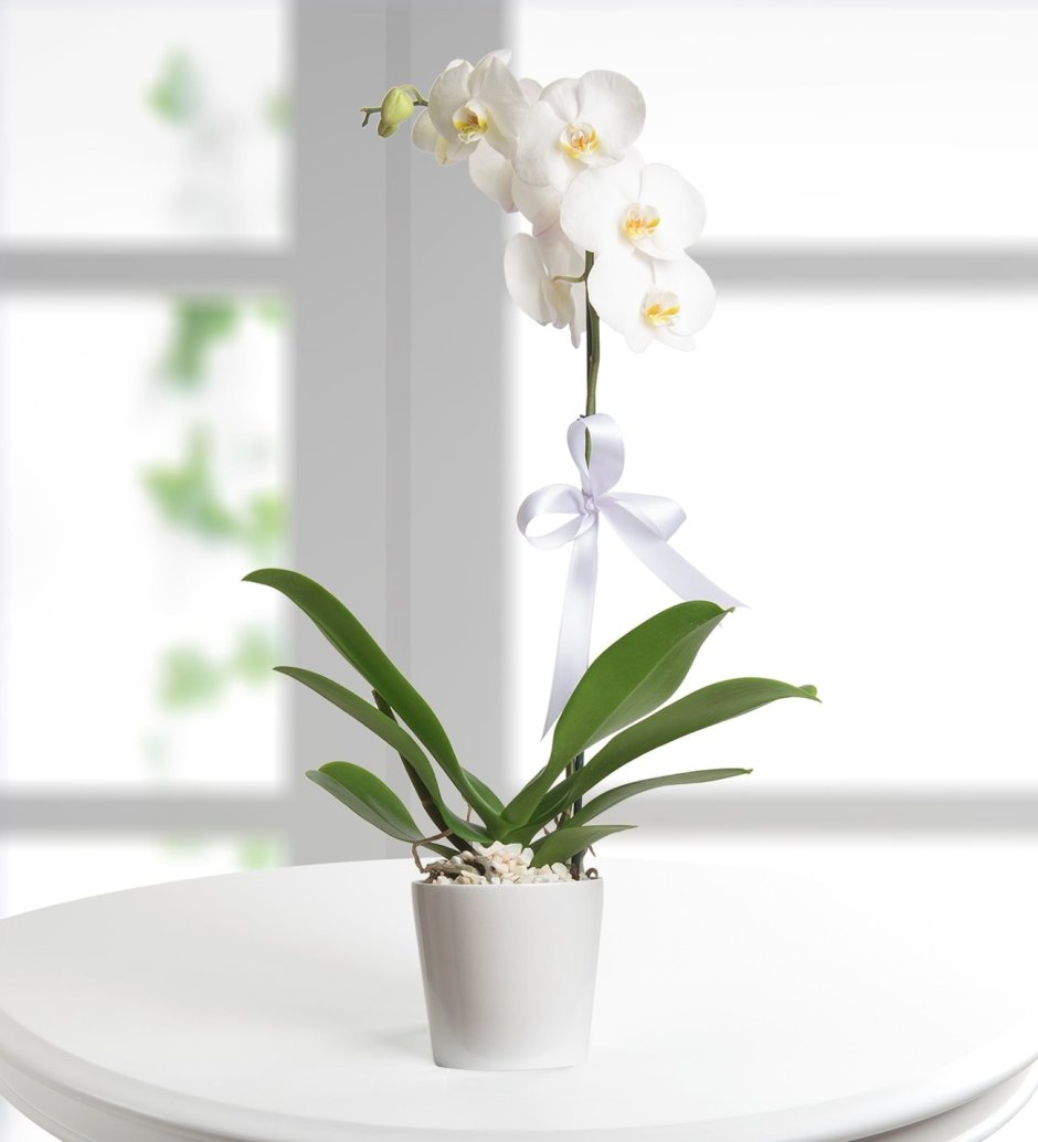 Орхидея брассия Тоскана