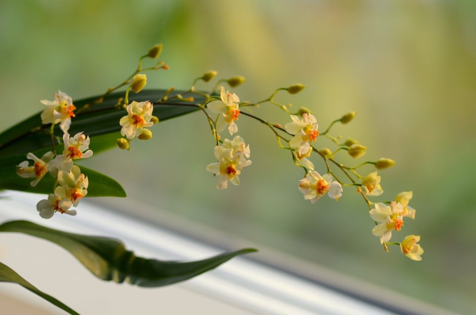 Японская Орхидея неофинетия