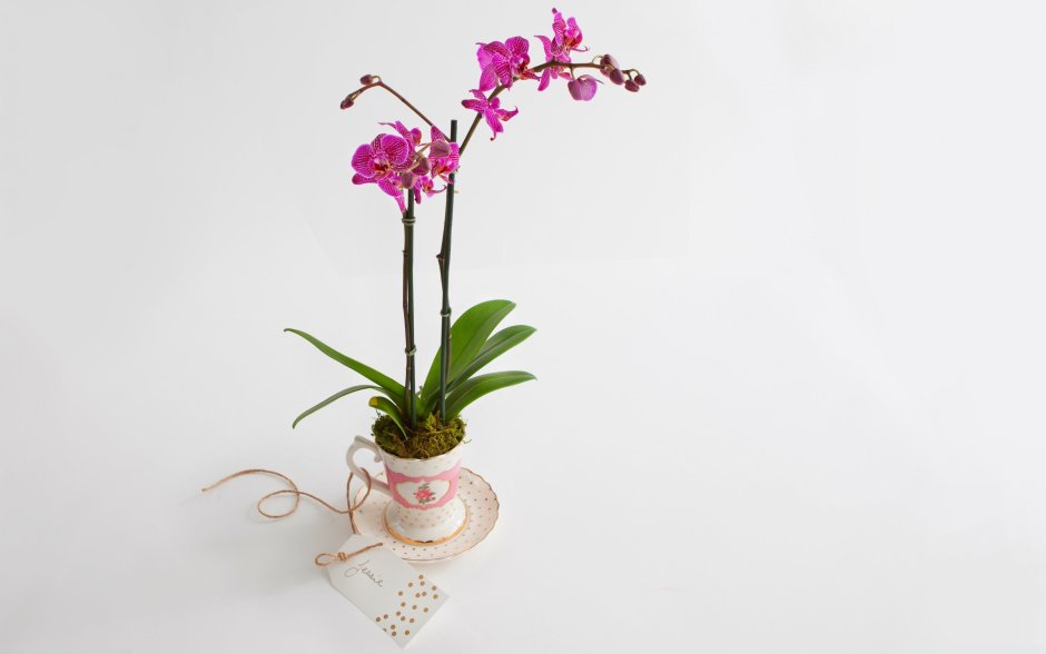 Орхидея фаленопсис корни