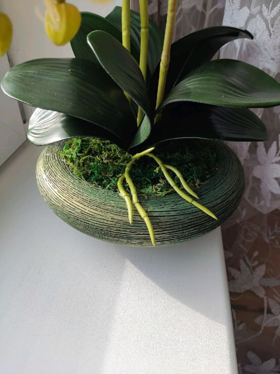 Орхидея Каттлея псевдобульбы