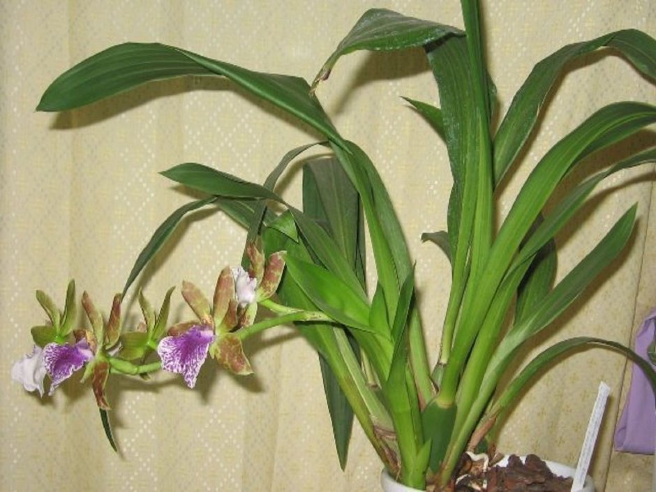 Ванда Орхидея посадка