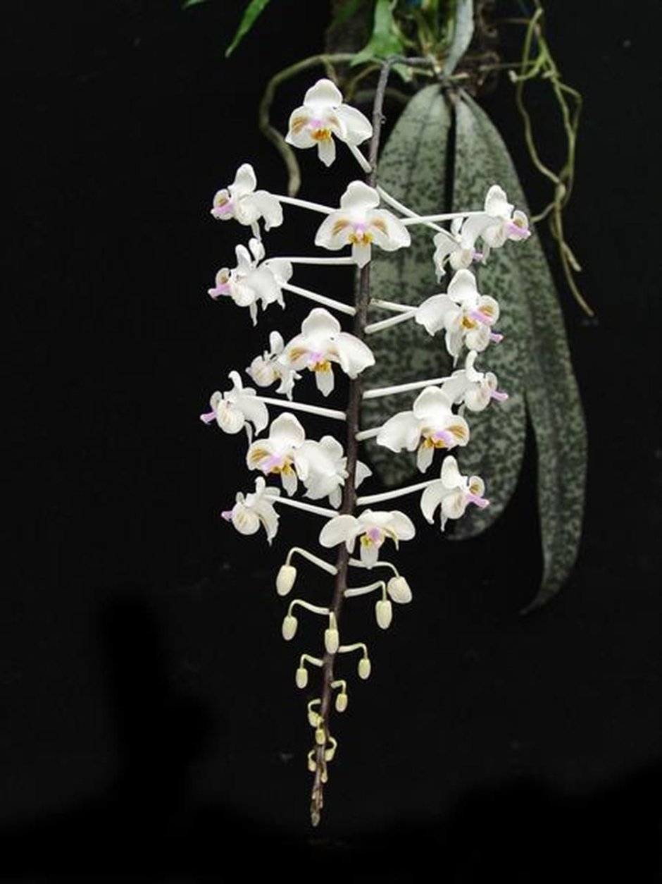 Орхидея эпифитная Ванда