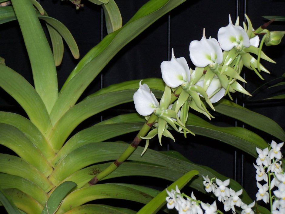 Искусственные листья орхидеи