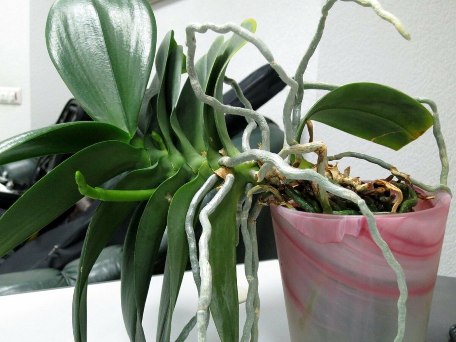Спатоглоттис Орхидея