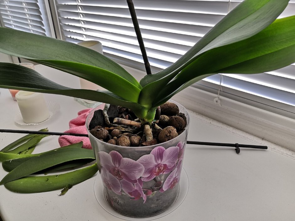 Точка роста у орхидеи фаленопсис