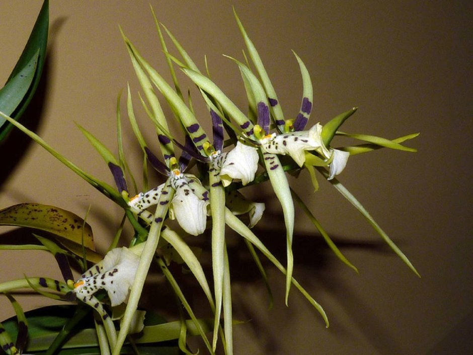 Орхидея с 5 цветоносами