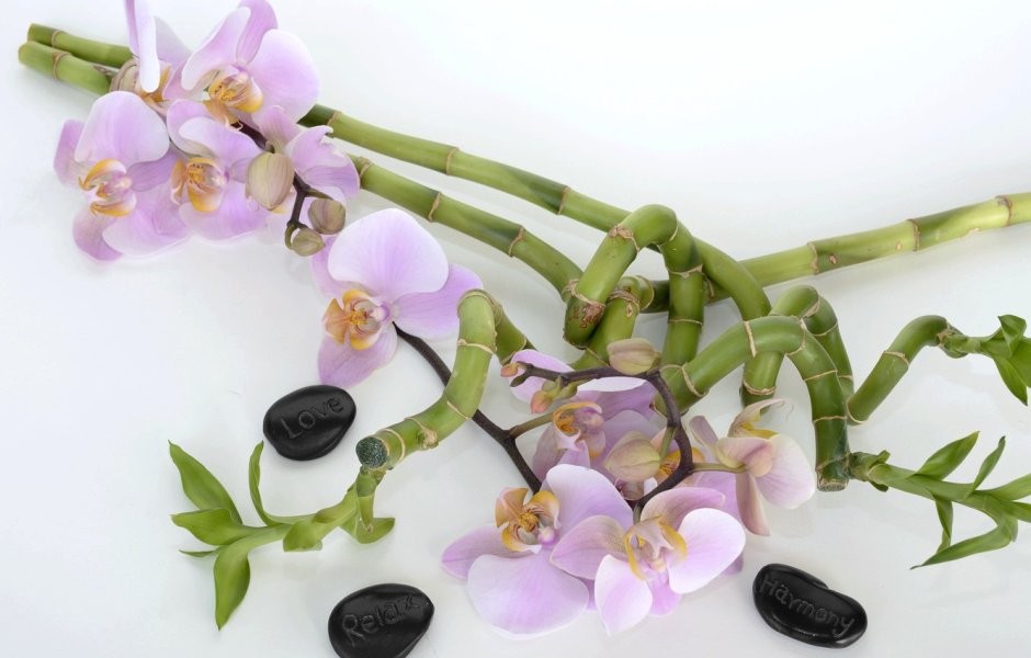 Омолодить орхидею фаленопсис