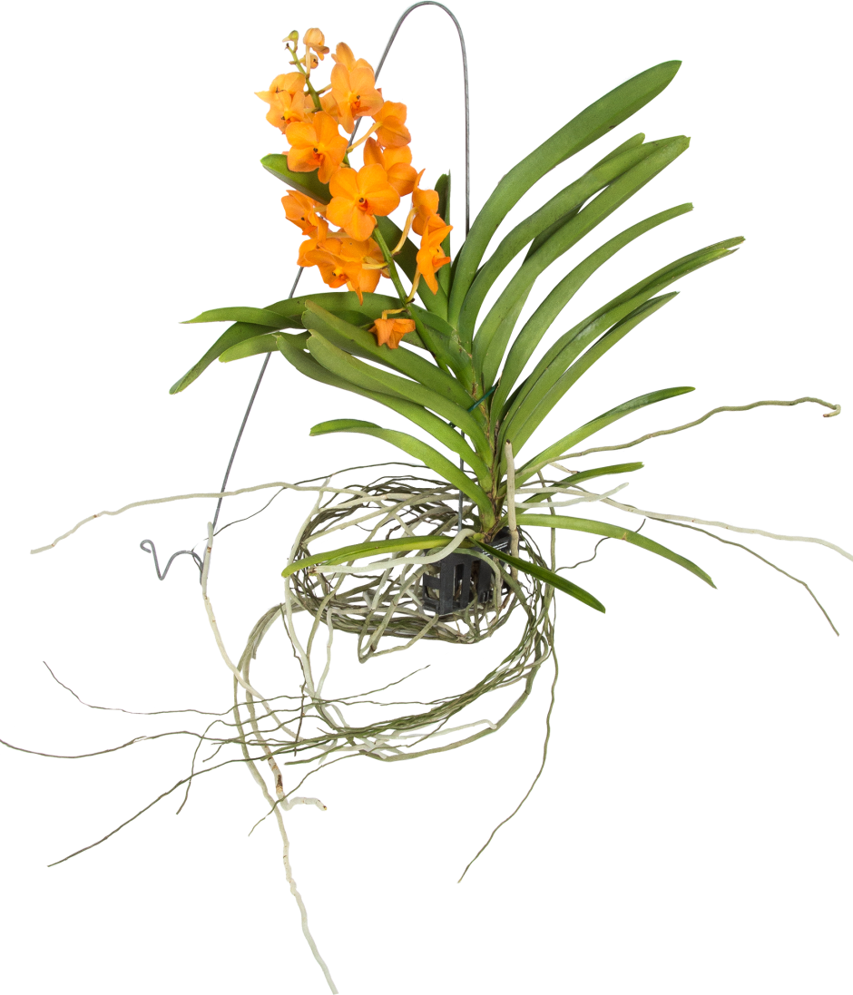 Орхидея с мелкими цветами