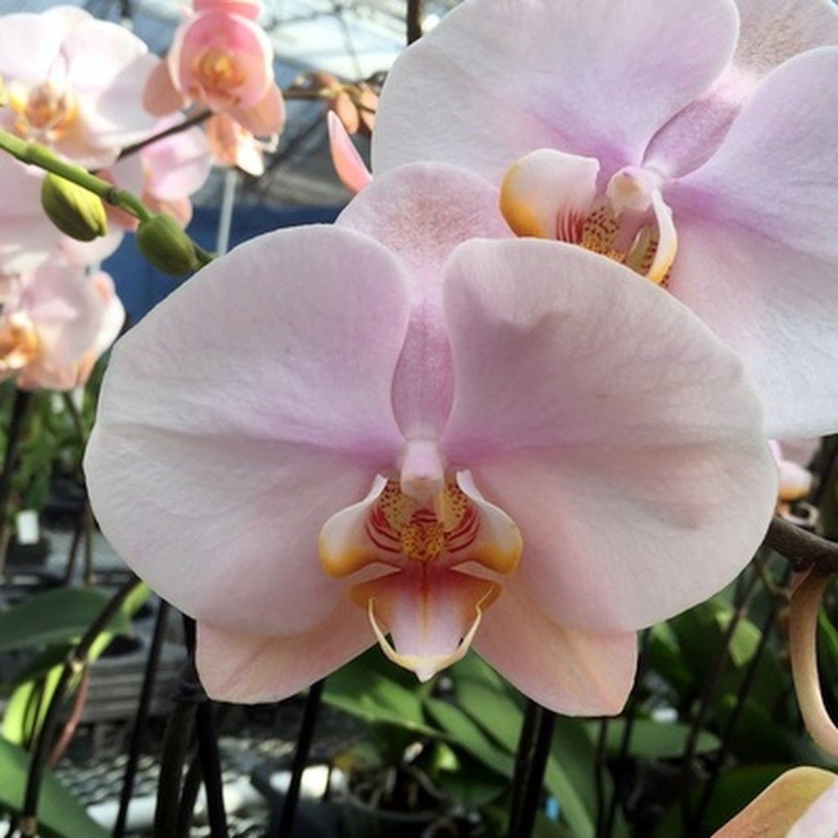 Орхидея фаленопсис Ларк Сонг