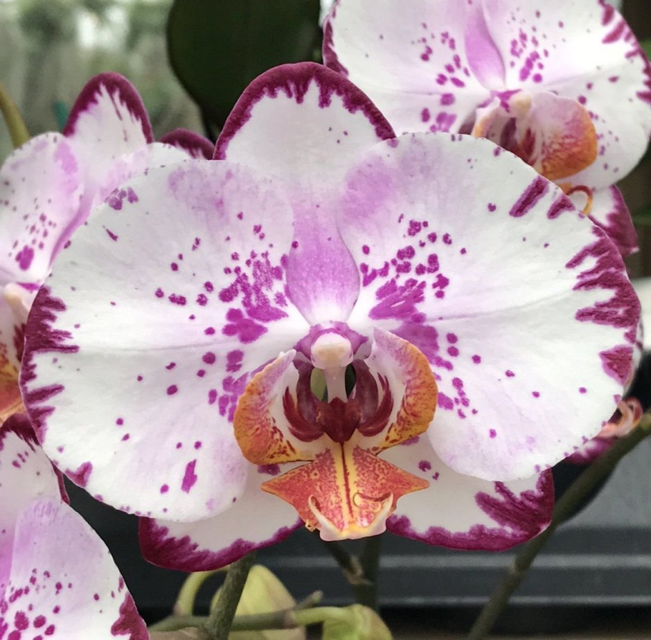 Орхидея мультифлора Ирен