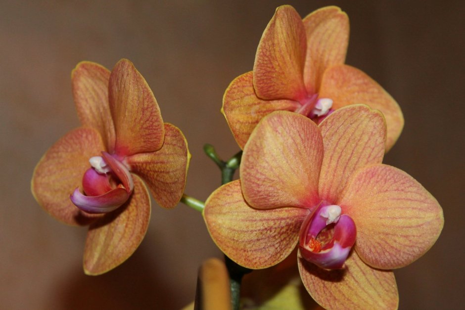 Орхидея ларк сонг