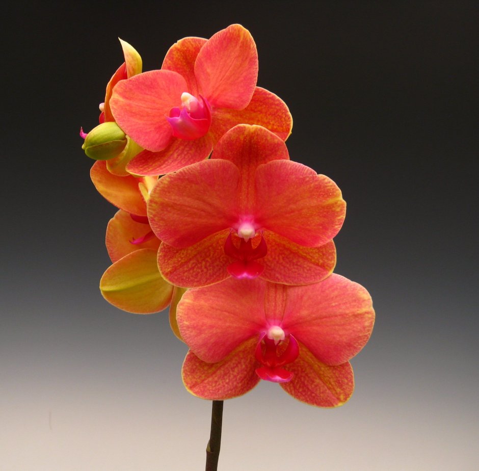 Орхидея фаленопсис Papaya