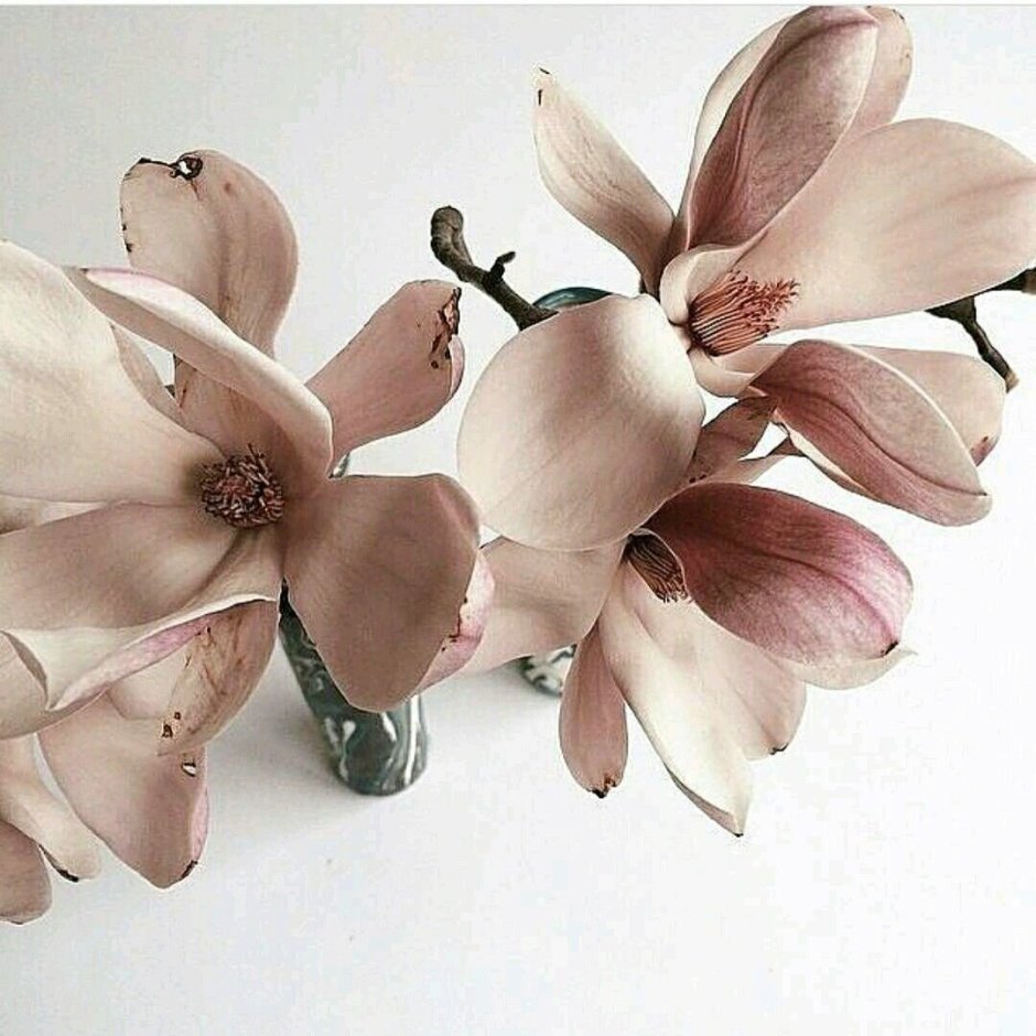 Орхидея Акварелька