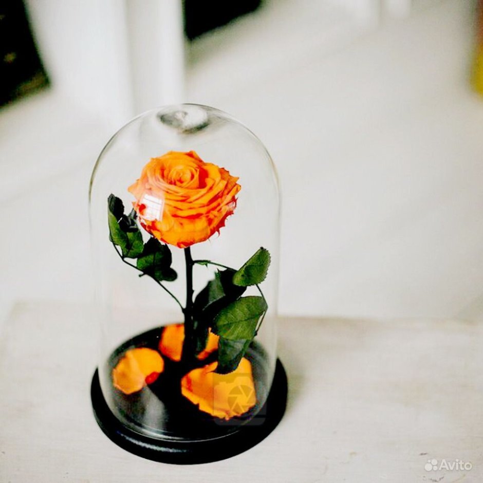 Роза в колбе оранжевая