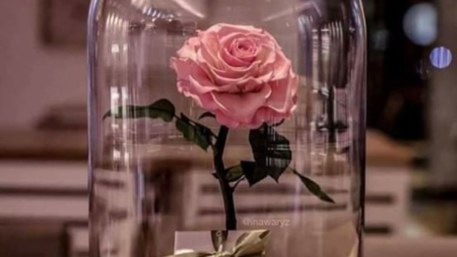 Роза в стеклянной колбе из красавицы и чудовище
