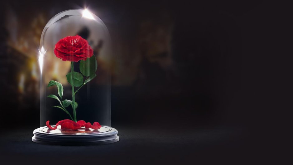 Стабилизированные цветы в стекле the Rose Dome роза