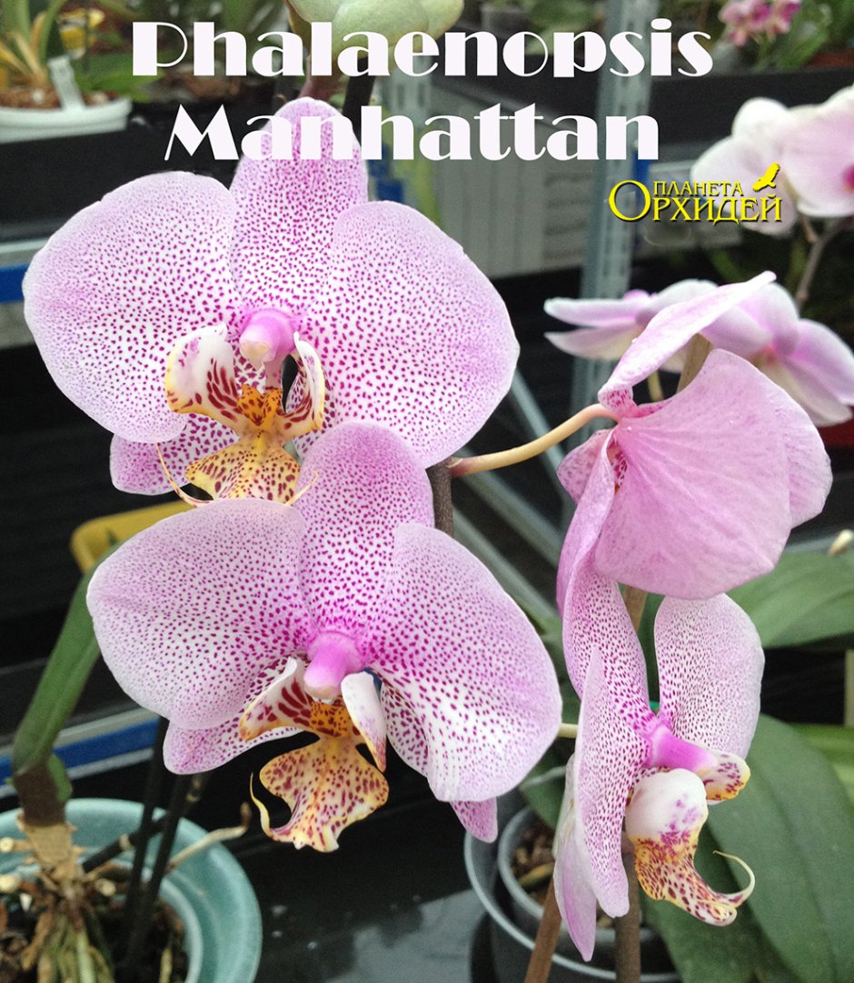 Сорта орхидей похожие на Манхэттен