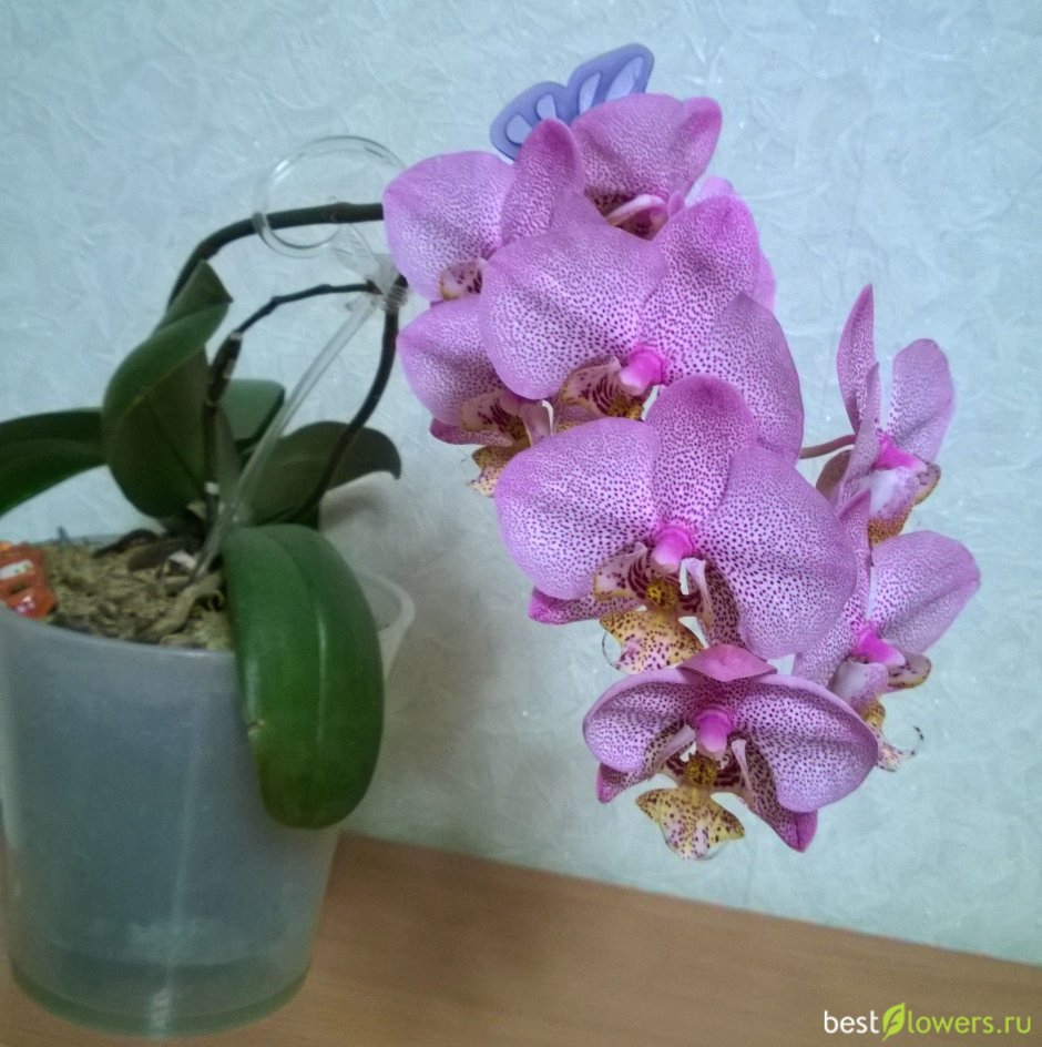 Орхидея фаленопсис Манхэттен