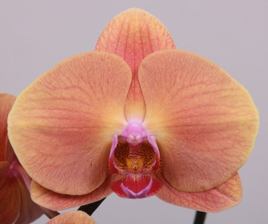 Фаленопсис Гроссето Орхидея