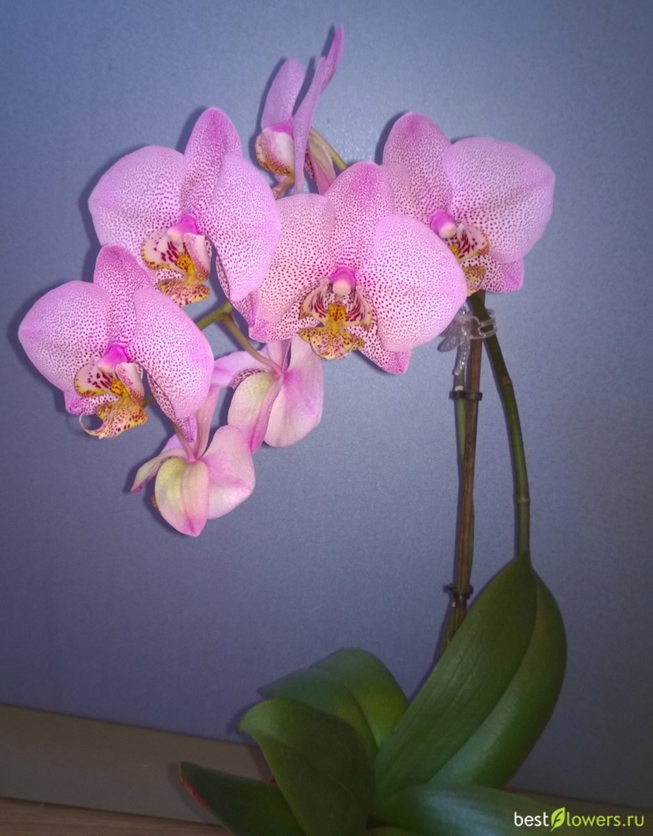 Орхидея Phalaenopsis Манхэттен