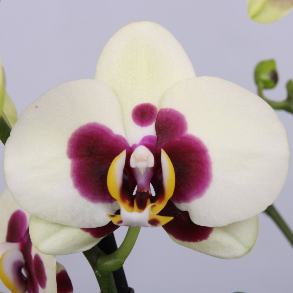 Манхэттен орхидея фаленопсис