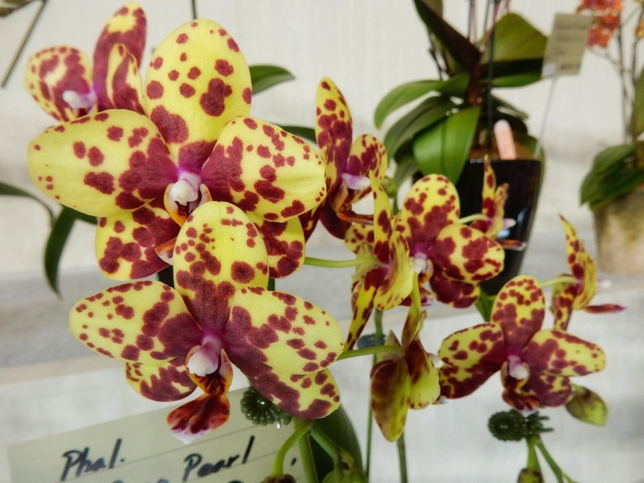 Орхидея фаленопсис Сого готрис