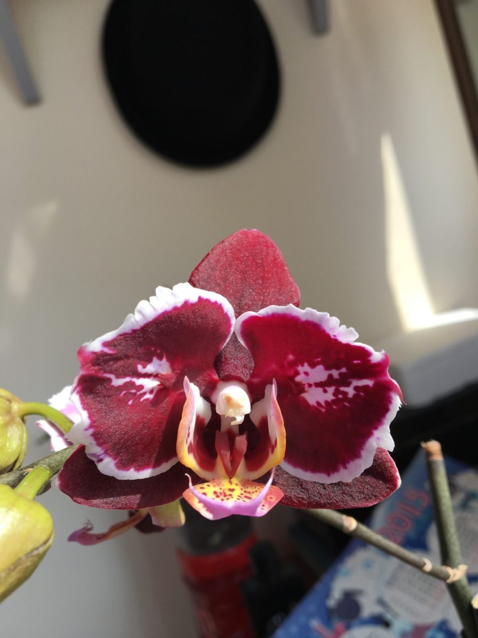 Орхидея Phal. Sogo Gotris