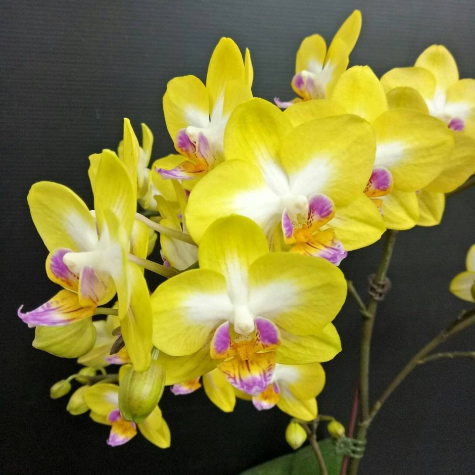 Sogo Dio Орхидея