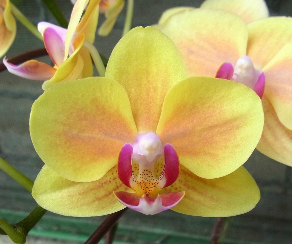 DMX орхидеи