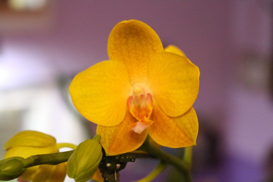 Орхидея сого шито