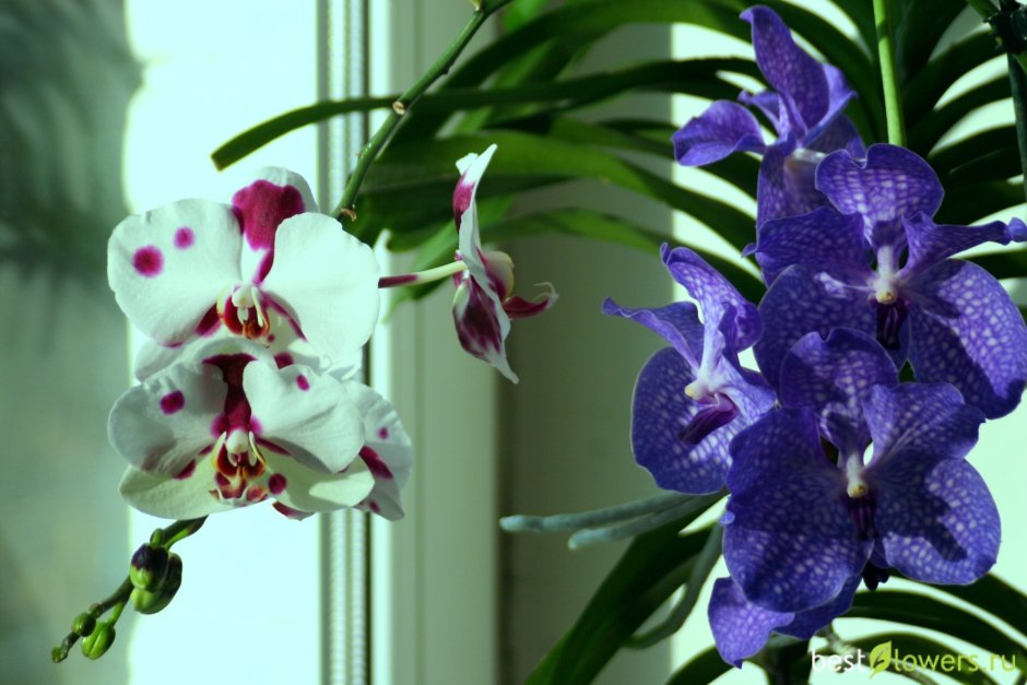 Стюартиана Орхидея