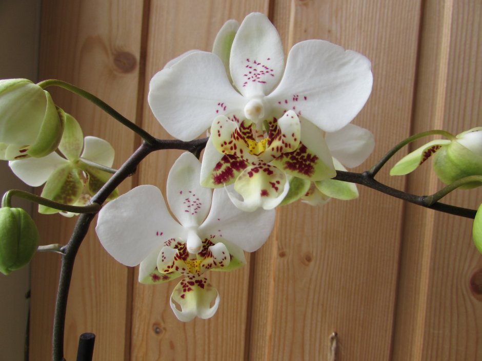 Sogo RELEX Орхидея