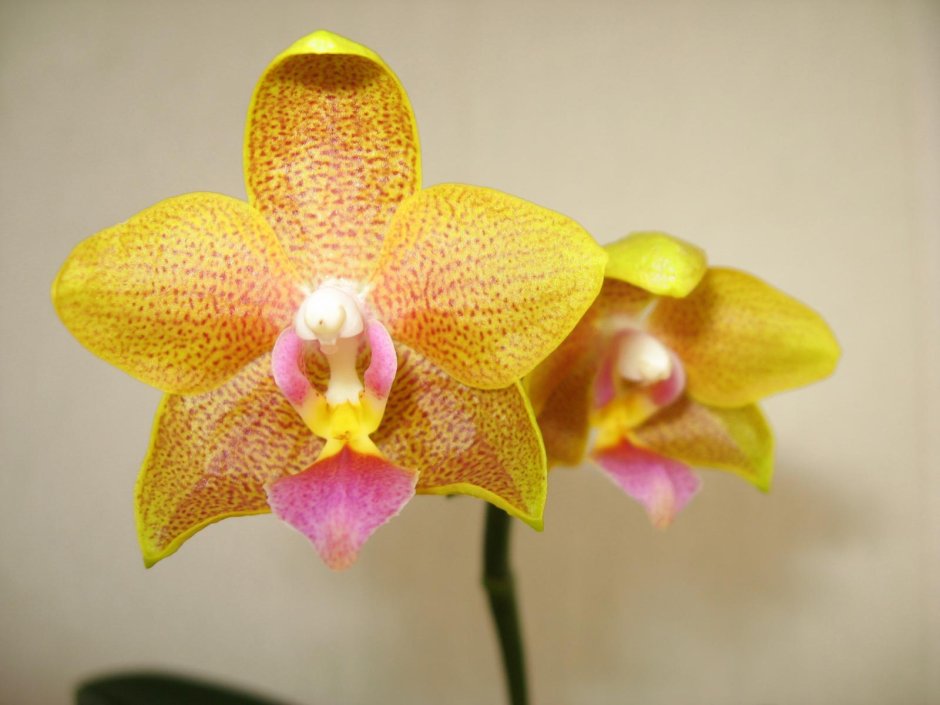 Орхидея Phalaenopsis philippinensis