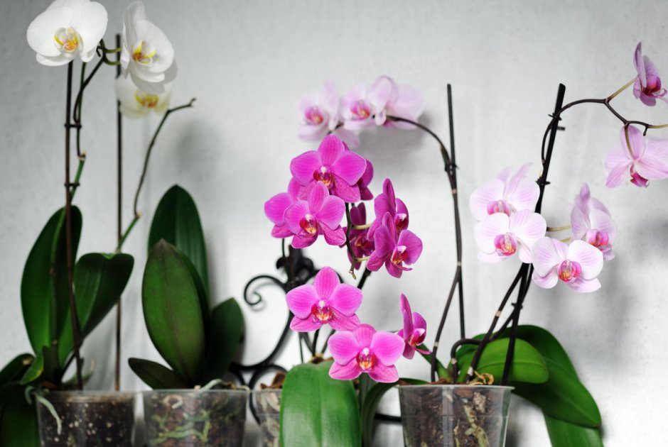 Орхидея полосатая обои букеты