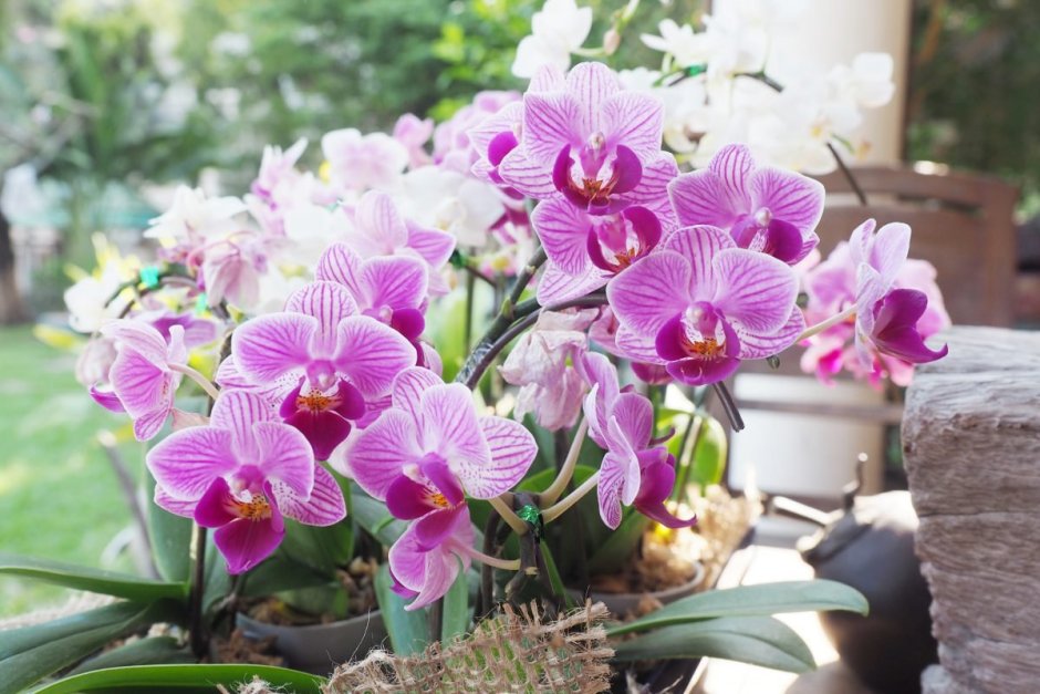Орхидея Phalaenopsis Manila