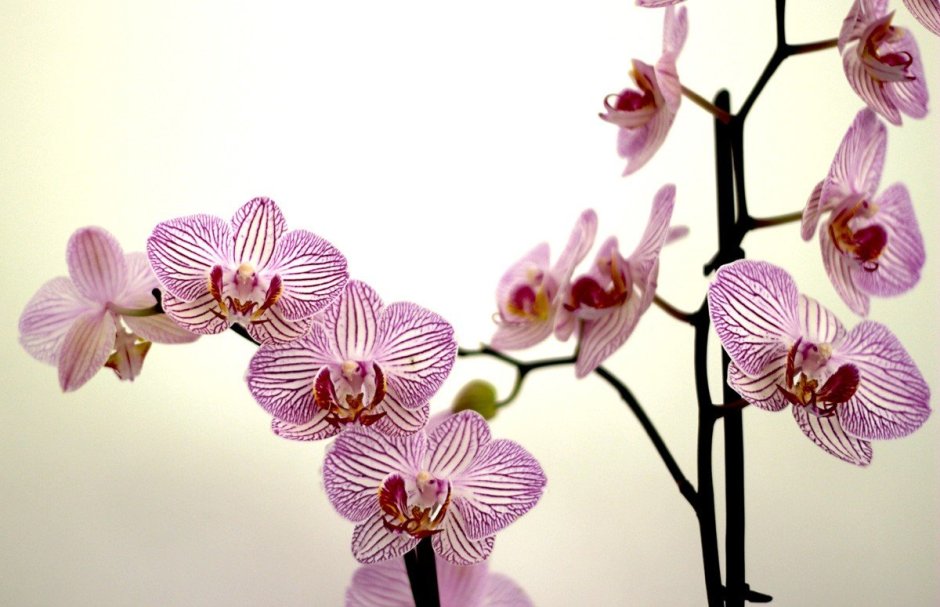 Фаленопсис (Phalaenopsis) – Орхидея