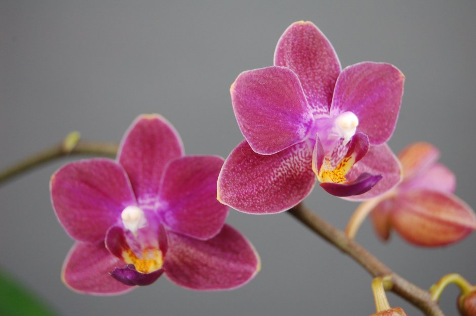 Profar 5008 Орхидея