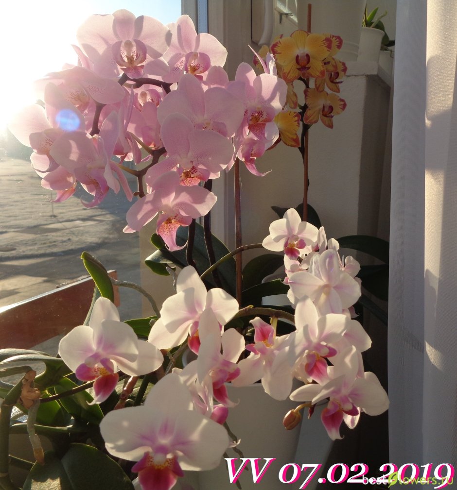Орхидея Sogo Yukidian