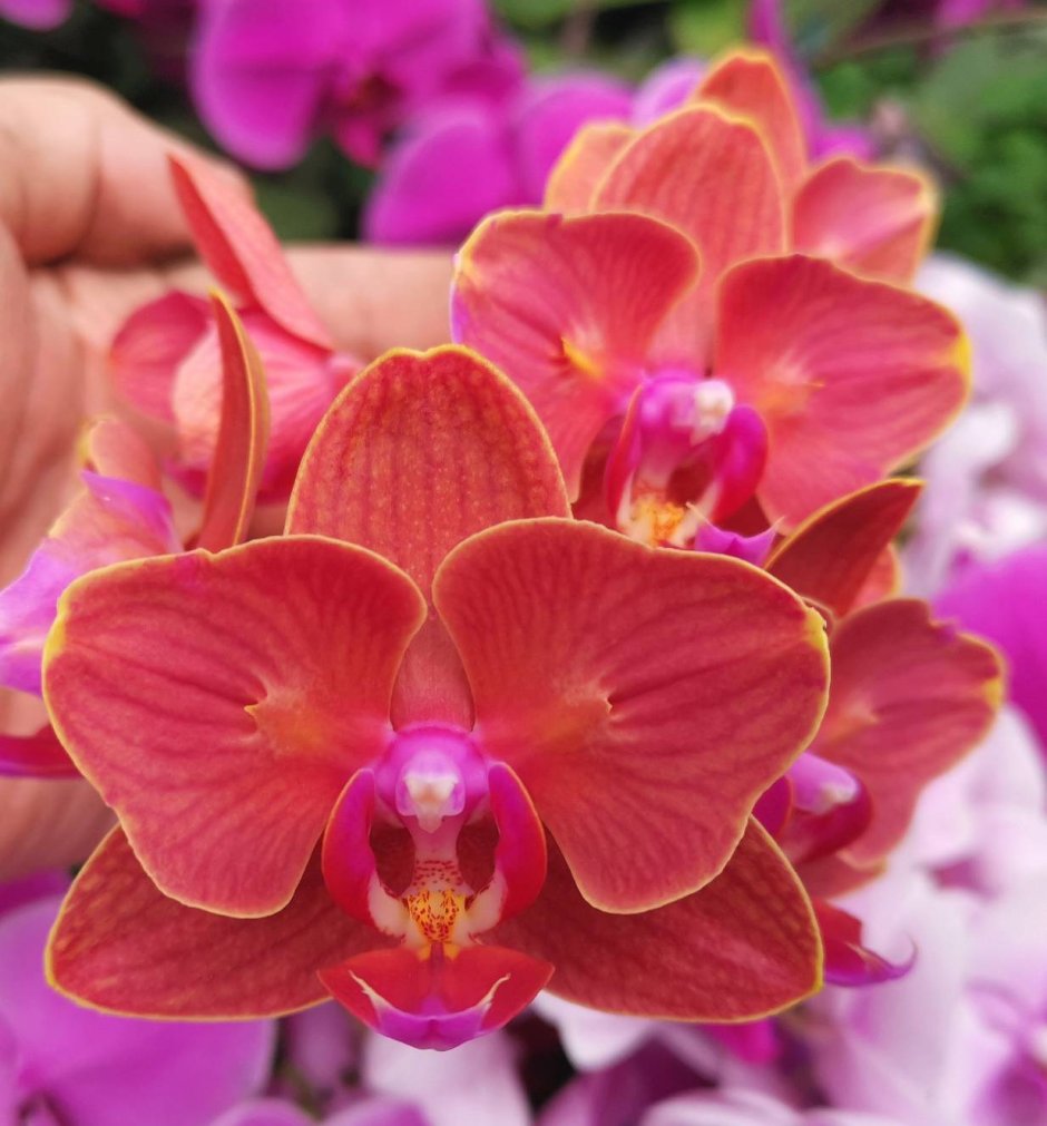 Орхидея stuartiana Sogo