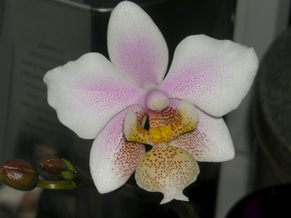 Орхидея Сого готрис бабочка