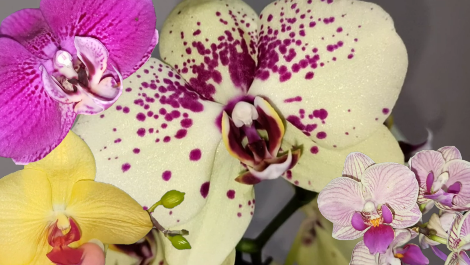 Сого Вивьен Голден манки Орхидея